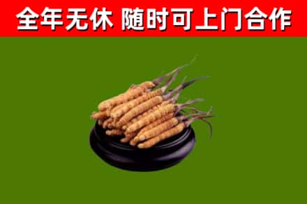 盐源县回收散虫草